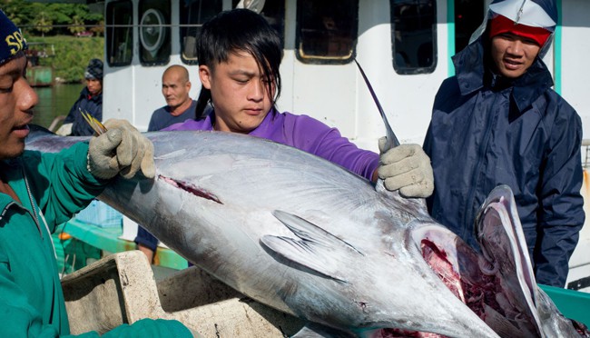 Battle for the future of the Pacific tuna fishery