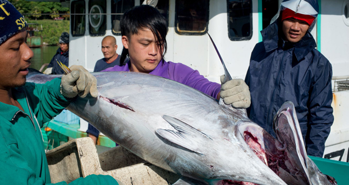 Battle for the future of the Pacific tuna fishery