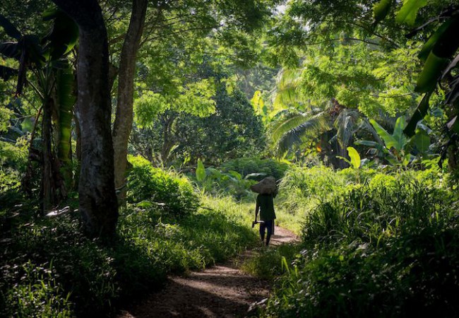 Building Resilience in Vanuatu and Solomon Islands