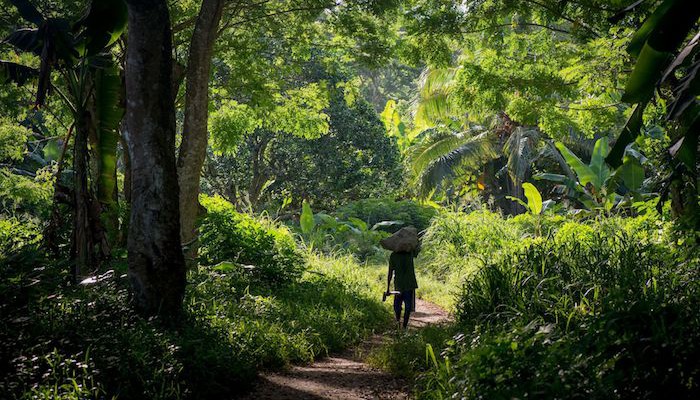 Building Resilience in Vanuatu and Solomon Islands