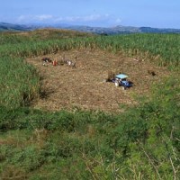 fiji-agriculture